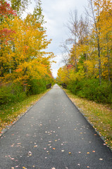 Fototapeta na wymiar Narrow Paved Path Lined with Colourful Maple Trees in Autumn. The Berkshires, Massachusetts.