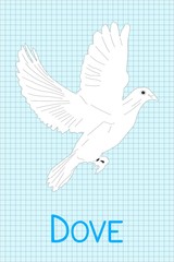 dove drawing