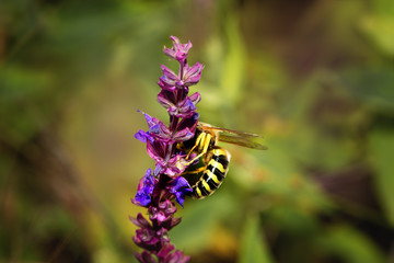 Bee on violet  and purple flower collecting pollen. Macro.