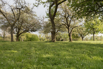 Streuobstwiese im Frühjahr