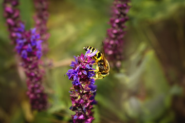 Bee on violet  and purple flower collecting pollen. Macro.