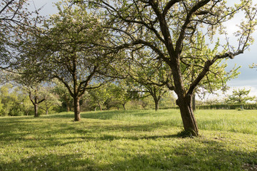 Streuobstwiese im Frühjahr