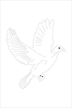 dove drawing