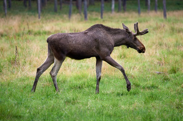 Big brown moose walking on green grass at summertime meadow.