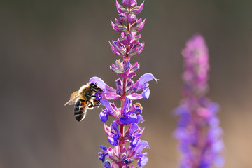 Bee on violet  and purple flower collecting pollen. Macro.
