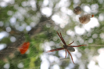 The spider in the garden.  