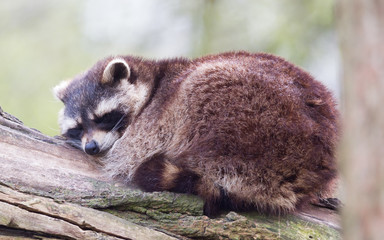 Adult racoon on a tree