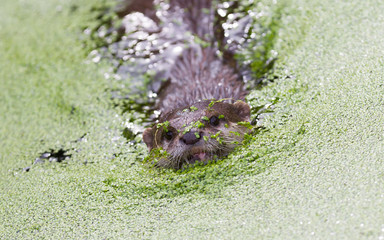 Small claw otter covered in duckweed