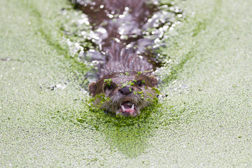 Small claw otter covered in duckweed