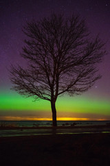 Fototapeta na wymiar Tree silhouette against starry sky with some northern lights