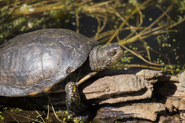 Turtle on old log by pond