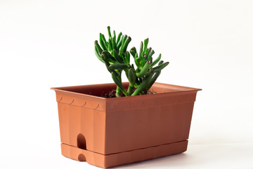crassula succulent in brown pots