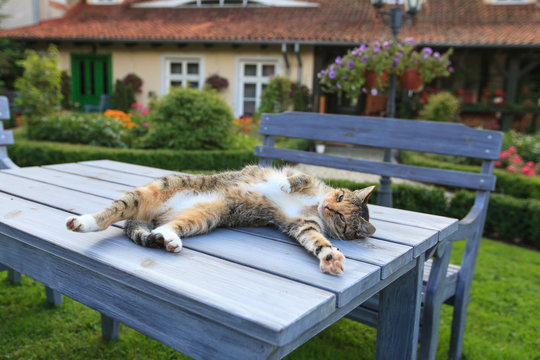 Happy cat lying on table in garden and enjoy life
