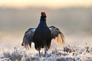 black grouse shouting at sunrise. black grouse jumping.