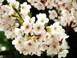 桜の花
