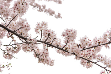 Cherry Blossom with Soft focus, Sakura season in japan,Background.