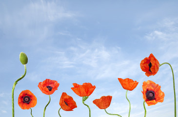 Plakat Poppies and blue sky