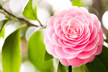 camellia blooming in the spring