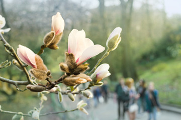 Blooming white magnolia flower close-up in botanical garden, nature background, selective shallow focus, magnolia blossom