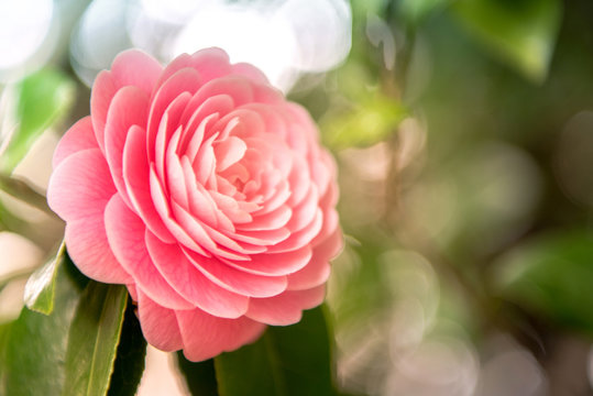 camellia blooming in the spring.