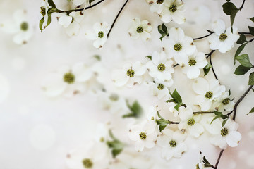 Fototapeta premium Flowering dogwood tree blossoms