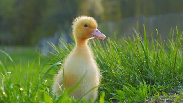 Cute domestic gosling sitting in green grass outdoor. 4k