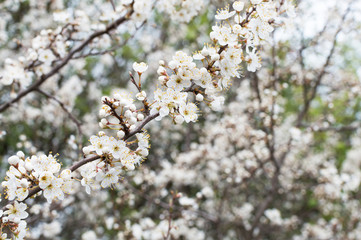 white blossom trees and green leaves