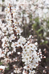 white blossom trees and green leaves