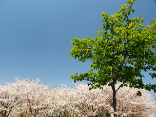 ソメイヨシノと河津桜の若葉