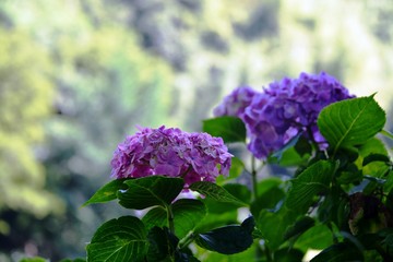 普光寺のアジサイ