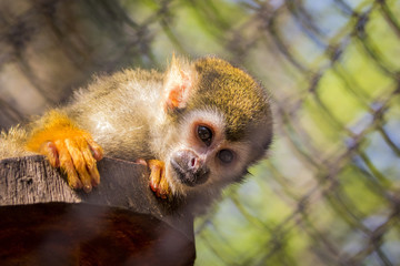 Naklejka na ściany i meble Image of a squirrel monkey in the cage. Wild Animals.