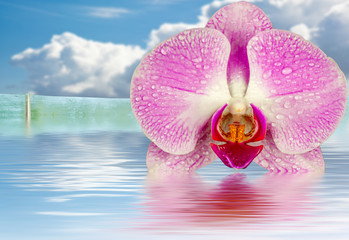 fleur d'orchidée sur bambou, concept spa, massage 