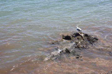 Seagull resting in a rock.
Gulls, often referred to as seagulls  are seabirds of the family...