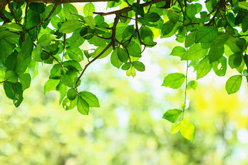 Fototapeta na wymiar Nature green of leaf background with selective focus