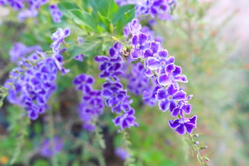 Duranta repens many beautiful purple flowers in the garden.