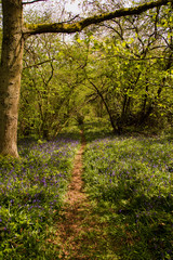 Fototapeta premium Down a rabbit hole 