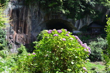 普光寺のアジサイ