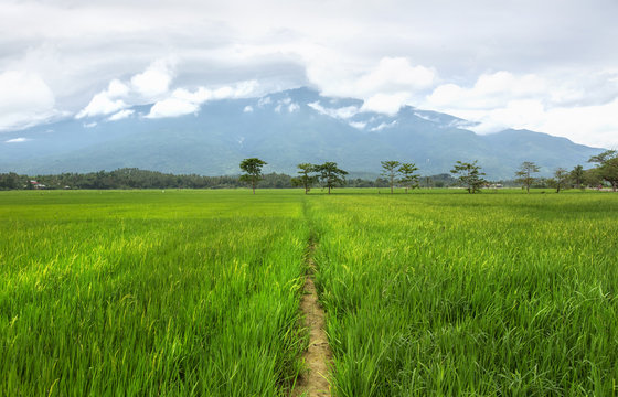 Mountain rice fields,island Mindoro,Philippines,mount Halcon on background