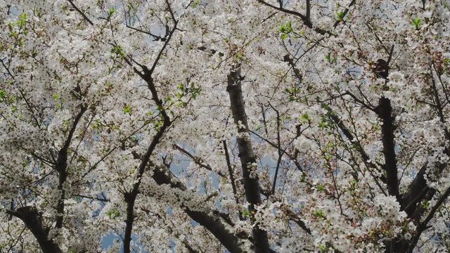 Cherry Blossom Trees in in full Bloom