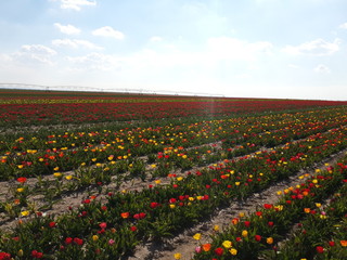 Lale bahçesi ilkbahar manzarası