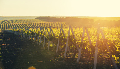 Panoramic shot of a summer vineyard at sunset 