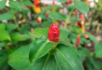 Red Zingiber cassumunar, Herbal plant