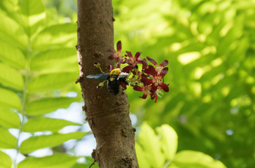 Giant wasps drink nectar from bilimbi flower