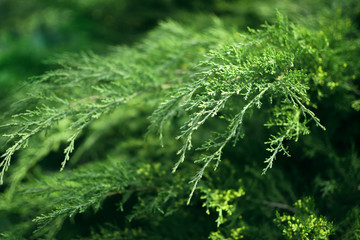 Relict green shrub close up, microbiota decussata, greenery, nature background, selective focus,...