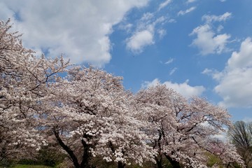 Naklejka premium 神代植物公園の桜