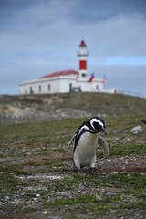 Obraz premium Splendide pinguoins