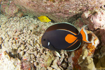 Achilles tang in hawaii