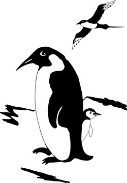 Emperor penguin with chick and Skua long-tailed