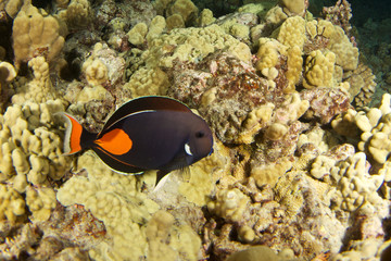 Achilles tang in hawaii