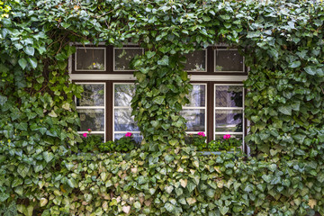 Medieval city of Herrstein, Hunsrueck, Germany, Rhineland-Palatinate. Wall, window and Ivy.